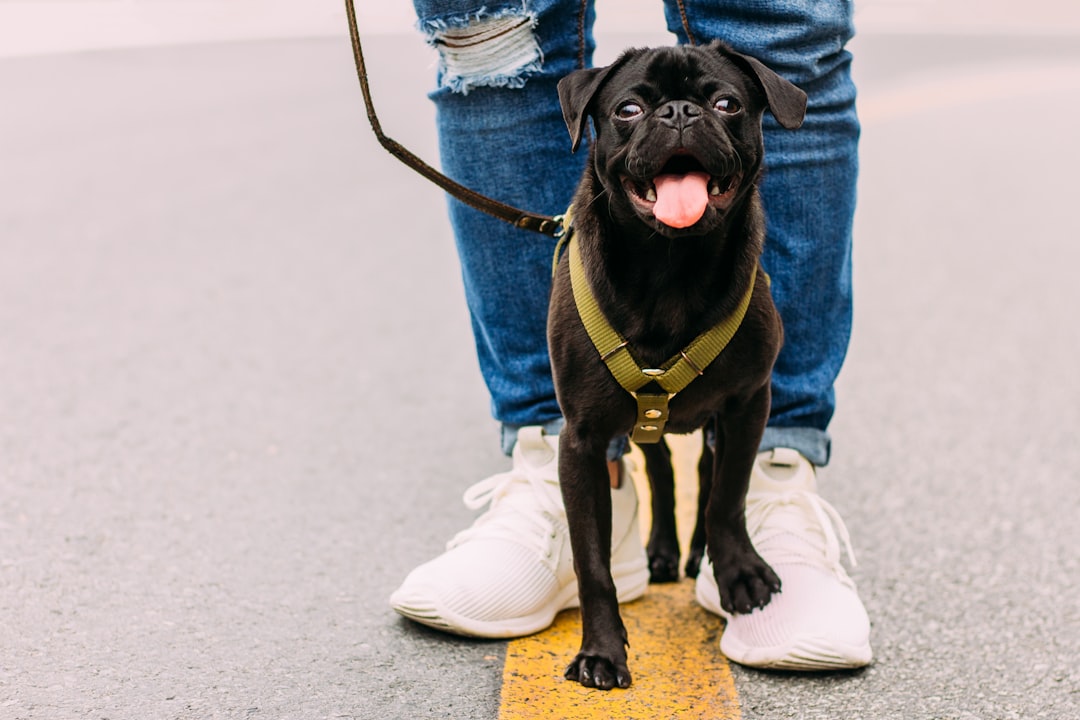 Photo Dog walker