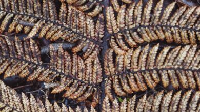 Photo Image: Graph Nouns: Growth, Scaling