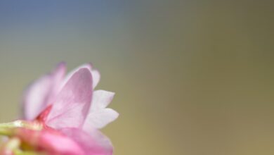 Photo Sperm donation