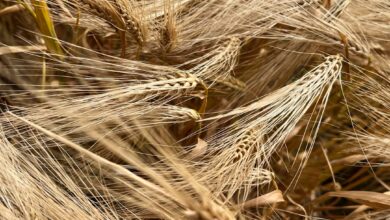 Photo Bread ingredients