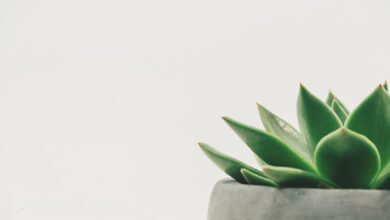 Photo Keywords: SEO, questions Relevant image: Laptop screen Nouns: Laptop, screen, keyboard, mouse, search engine, website, analytics, data, optimization, keywords, ranking, algorithm, strategy, content, backlinks