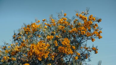 Photo Phoenix rising