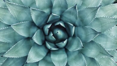 Photo Image: Wellness routine Nouns: Self-care, routine, wellness, health, balance, mindfulness, relaxation