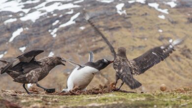 Photo Nouns: startup, angels Image: Angel Wings