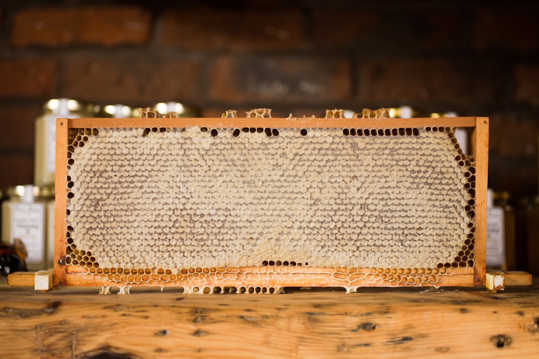 Photo Beehive, bees