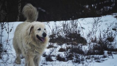 Photo Couple interaction