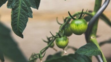 Photo Seed funding