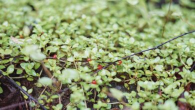 Photo Entrepreneurship, Growth