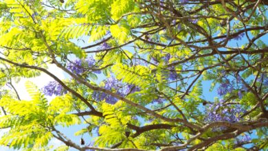 Photo Garden compost