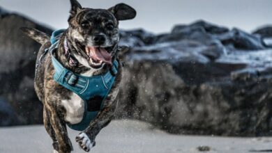 Photo Keywords: ahrefs, lifetime deal Relevant image: Subscription offer