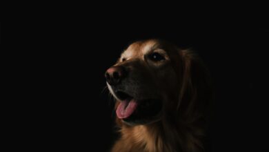 Photo Dog grooming tools