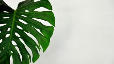 Photo Nouns: seed, pre-seed Image: Plant growth