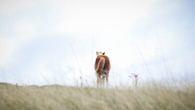 Photo Horse sanctuary