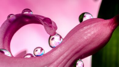 Photo eBay, dropshipping