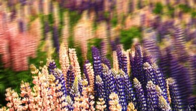 Photo gemstones, display case