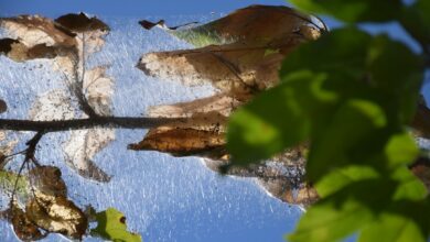 Photo 1 Tacoma skyline 2 SEO strategy