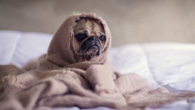 Photo Dog walking business