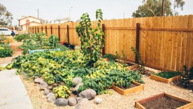 Photo Community garden
